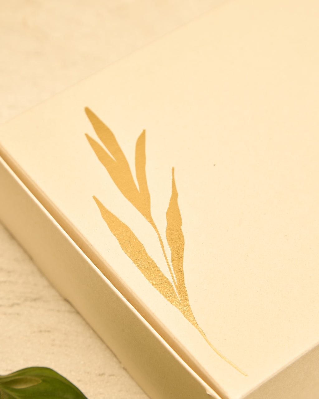 Kit Samambaia - Escalda-Pés